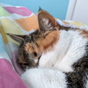 the head of a calico cat is resting against a colorful heart-patterned blanket. The background is that of a blue wall.