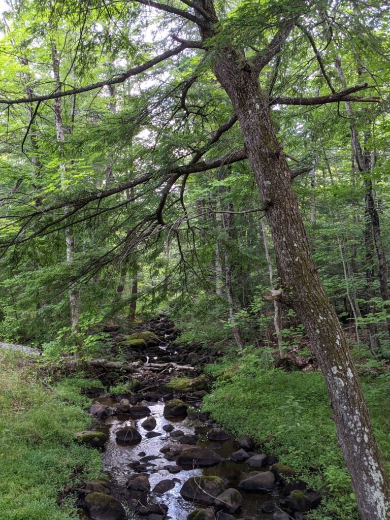 A small stream flowing through the woods, accented by cobblestones and a large tree with overhanging branches just to the bank on the right.