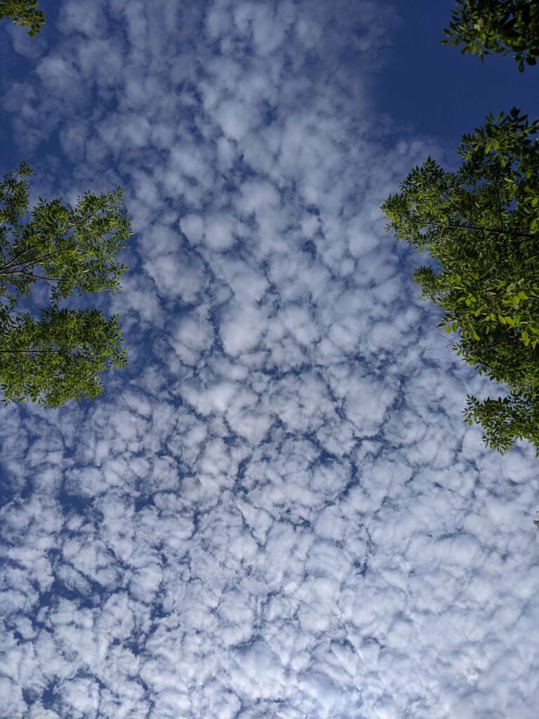 An upward shot of a sky covered in a stratus cloud pattern, with the leaves of trees poking in on the sides.